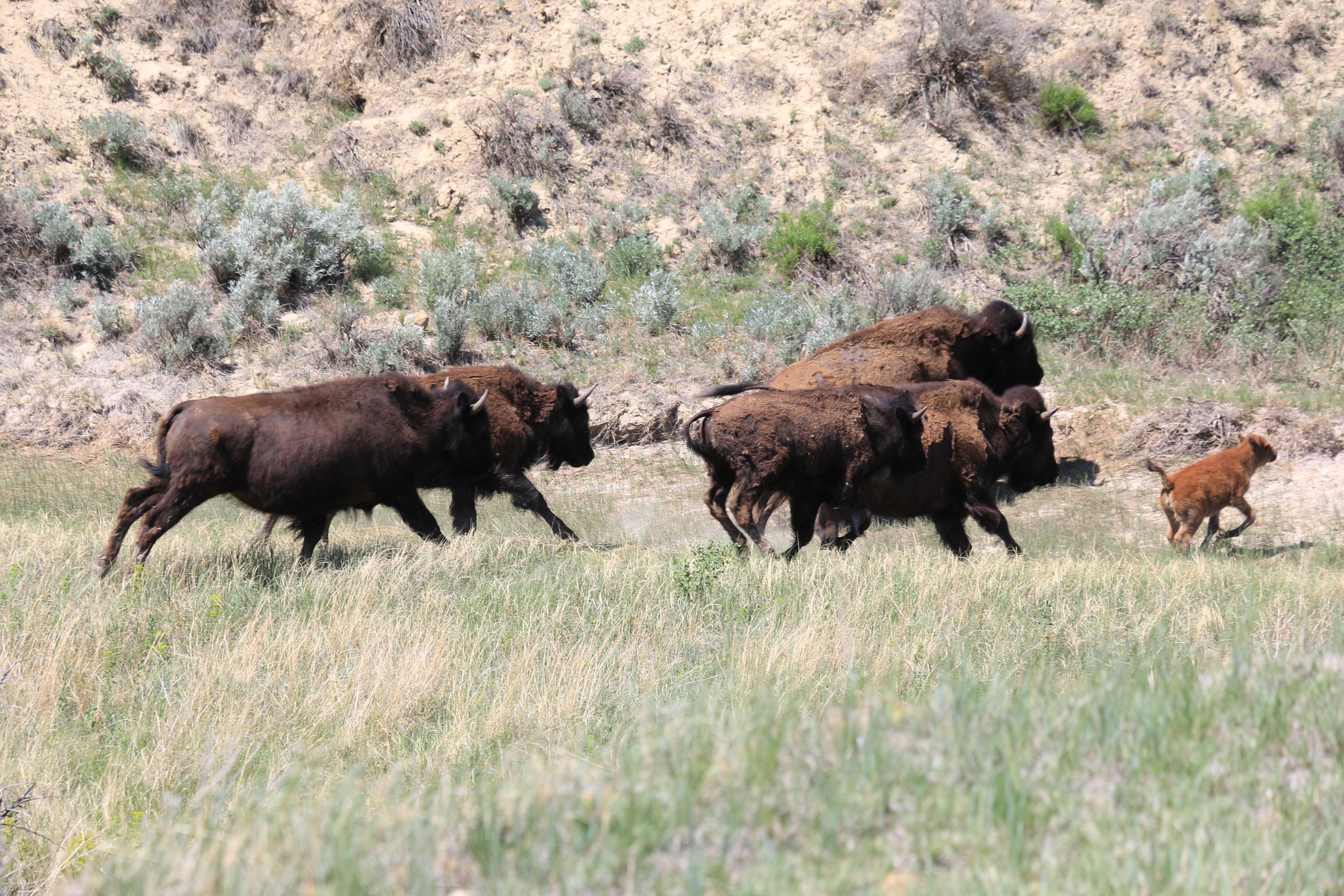 Theodore Roosevelt NP